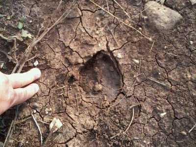 Un'altra immagine di un'impronta di cinghiale a Lama  Balice